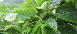 wholesale organic sacha inchi