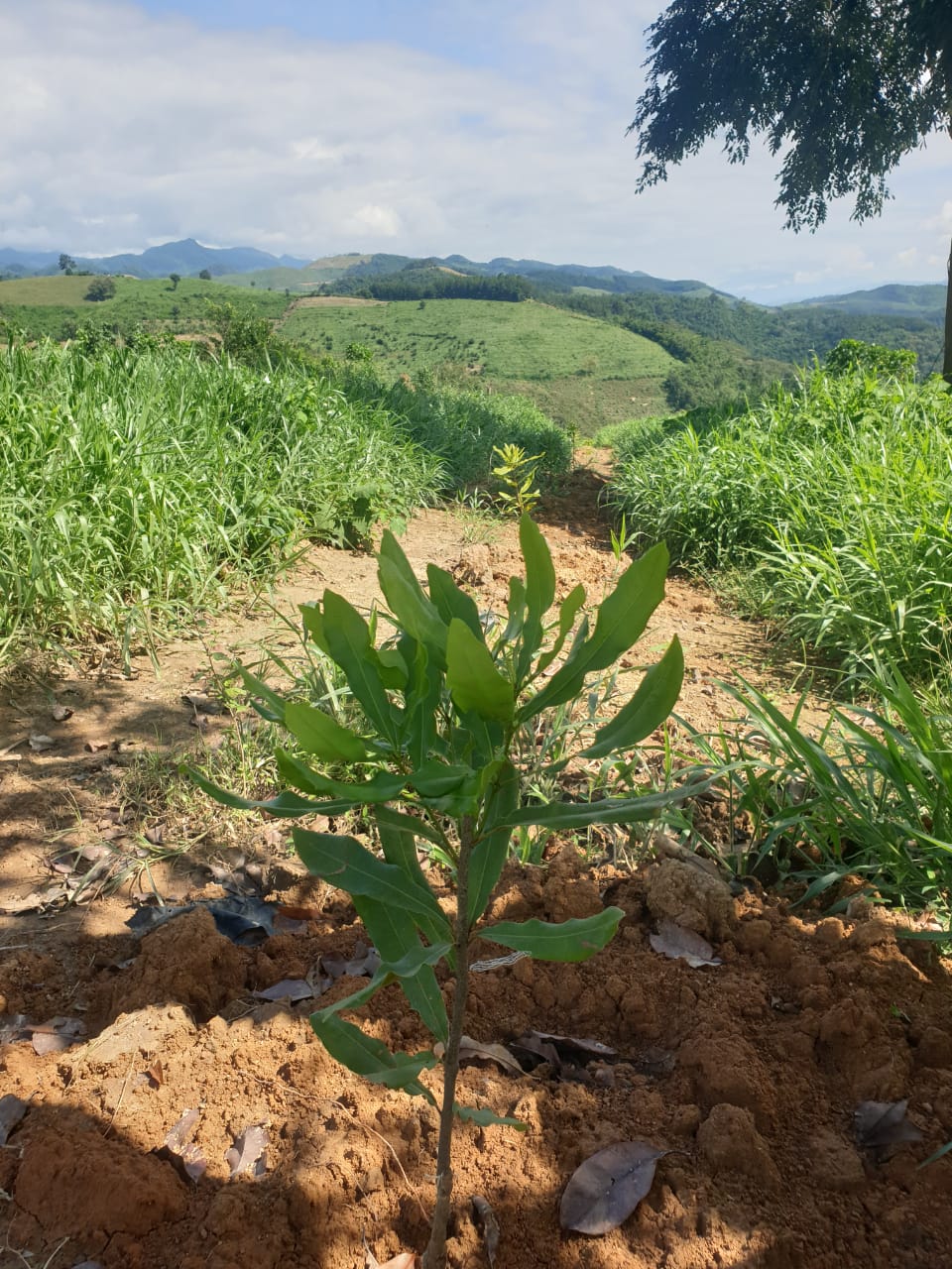macademia asia eco farm