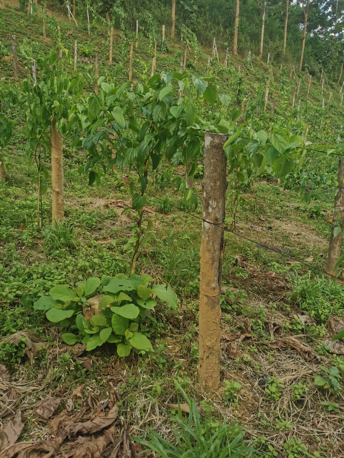 sacha inchi farm - asia eco farm