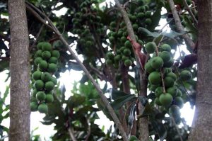macadamia tree