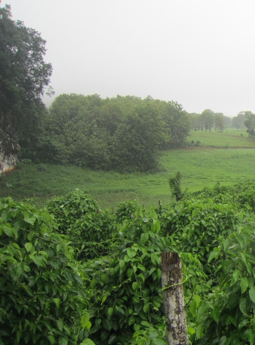 sacha inchi farm laos