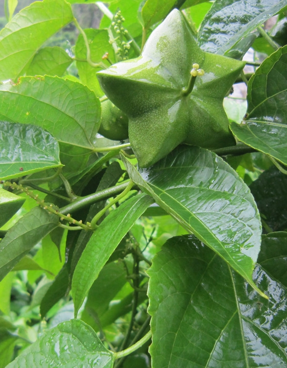 sacha inchi fruit